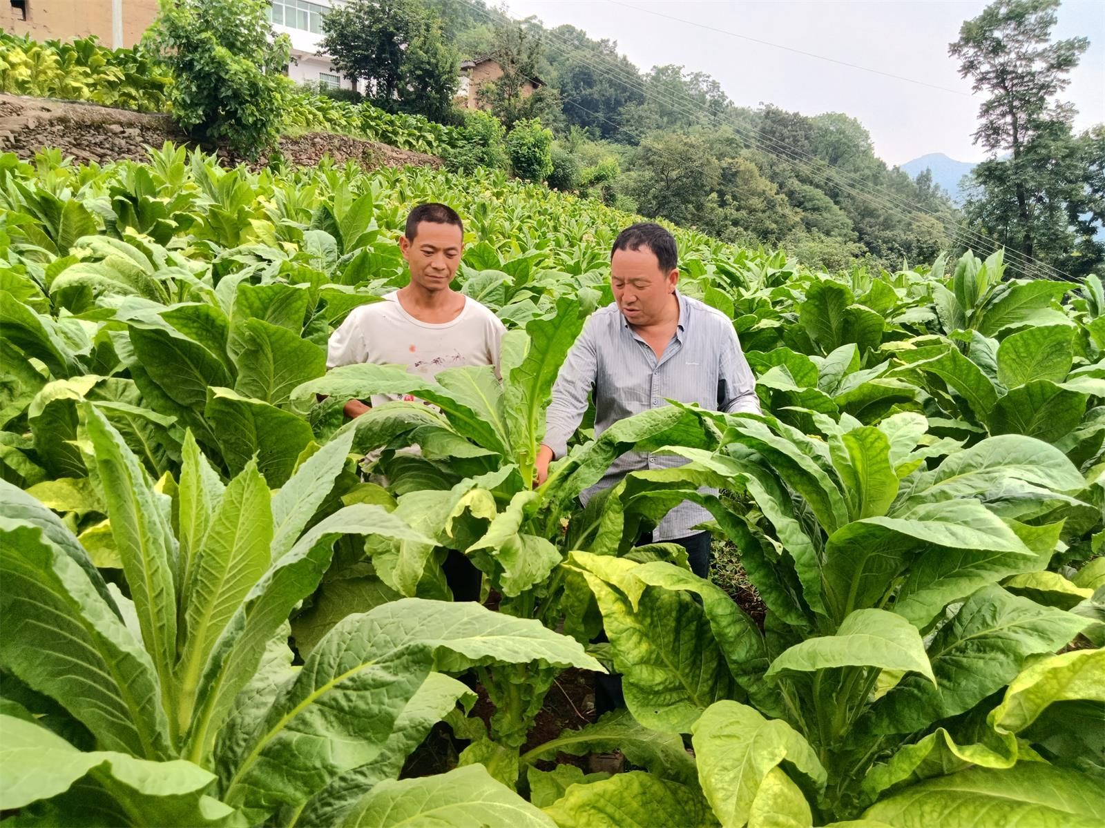 山林植被和湿润的气候丰润着绿油油的烟田