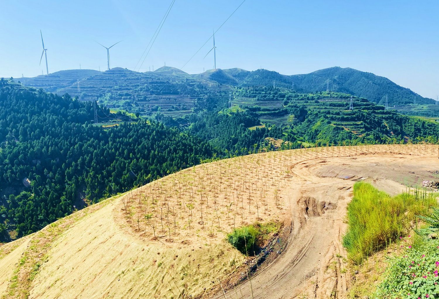 陕煤集团韩城矿业下峪口矿种上果树的矸石山。