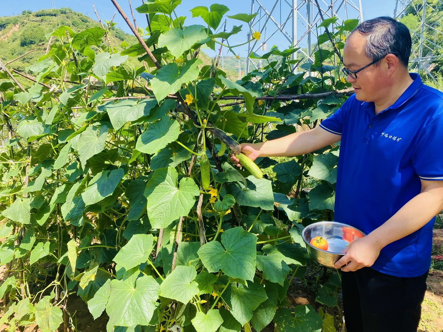 陕煤集团韩城矿业下峪口矿机运区党支部书记贾东升采摘蔬菜。