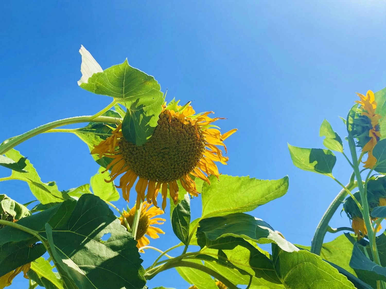 陕煤集团韩城矿业下峪口矿姚家埝立井职工种植的向日葵。
