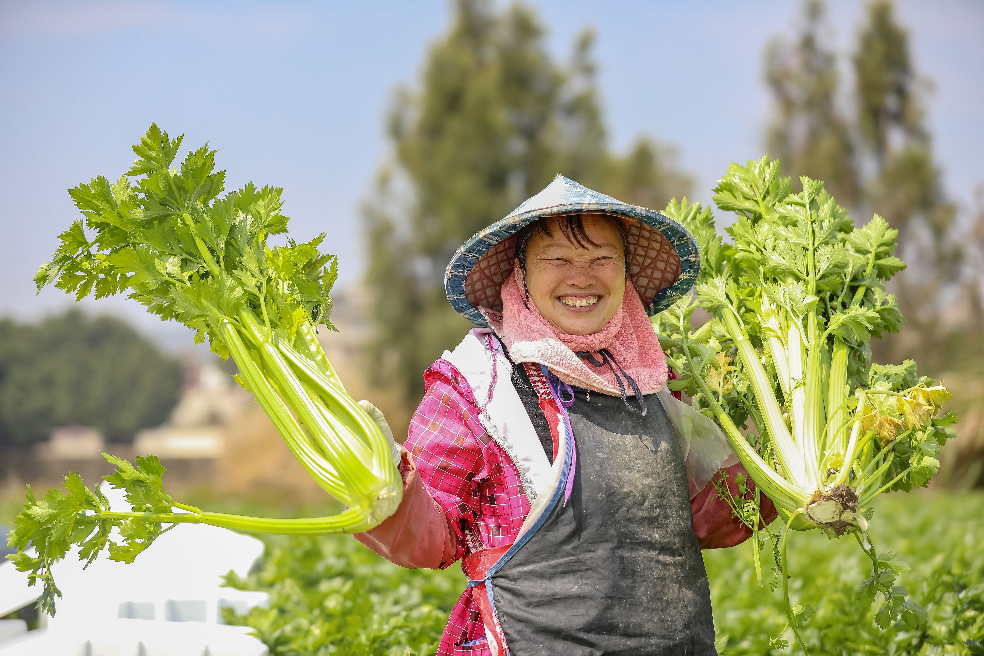 2025年3月11日,福建省福清市海口镇晨光村,菜农种植的西芹喜获丰收。 2025年3月11日,福建省福清市海口镇晨光村,菜农种植的西芹喜获丰收。