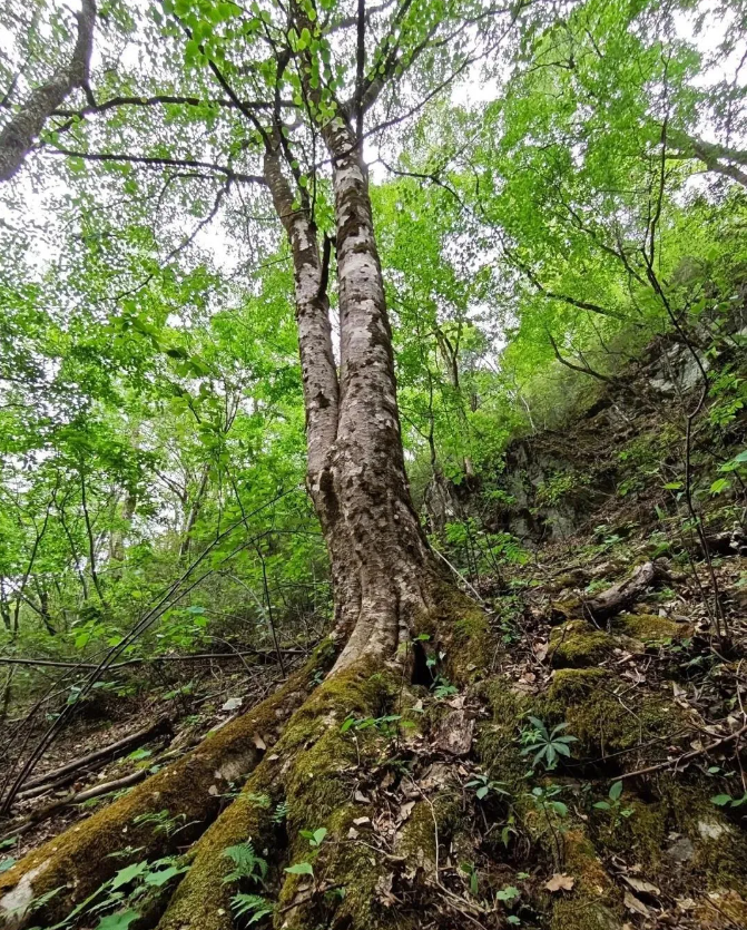 1750121084748249.png image.png